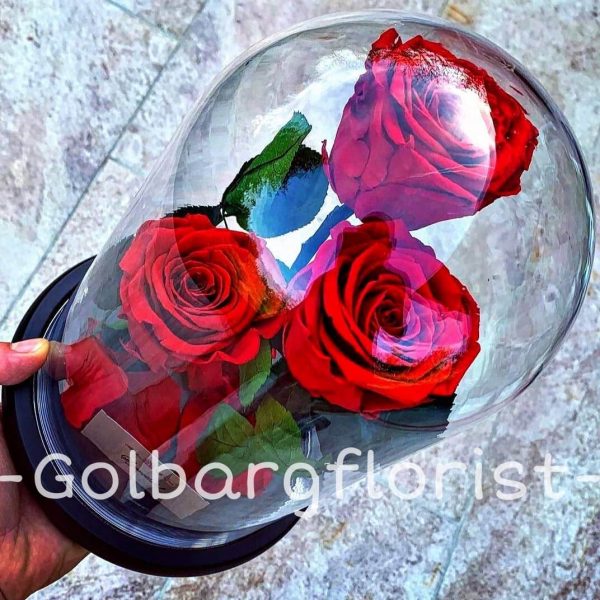 باکس حباب شیشه ای رز هلندی گلبرگ فلوریست